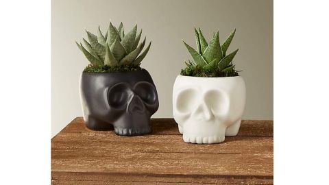 ProFlowers Spooky Skeleton Succulent Duo