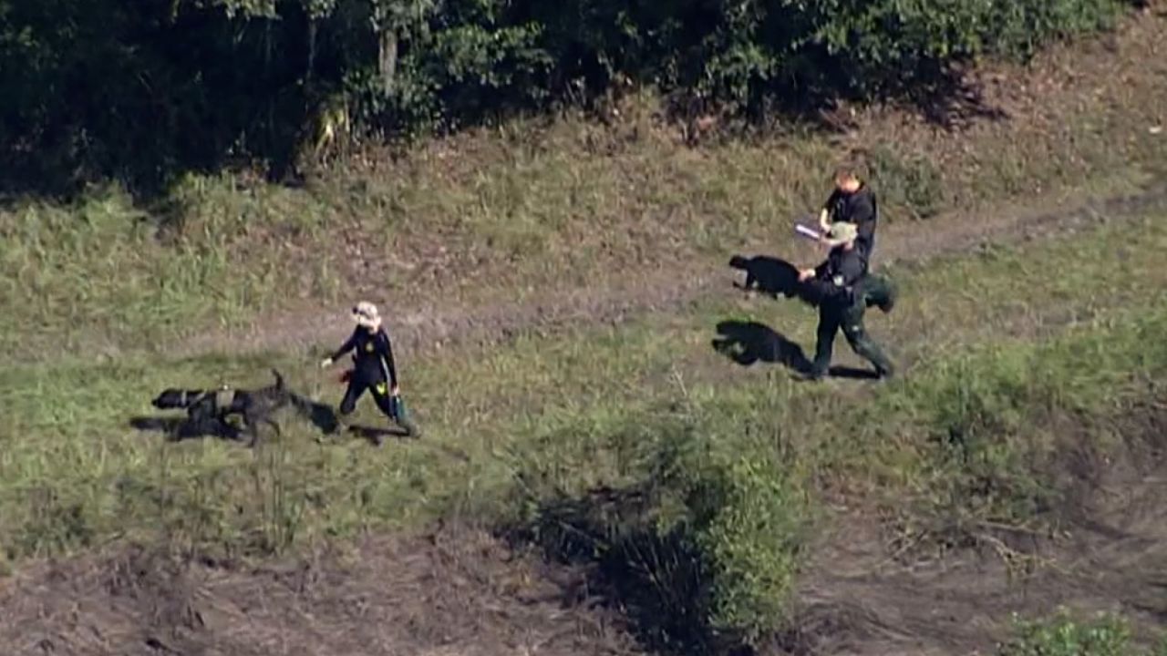 A cadaver dog searches the Carlton Reserve for remains on October 20 in North Port.