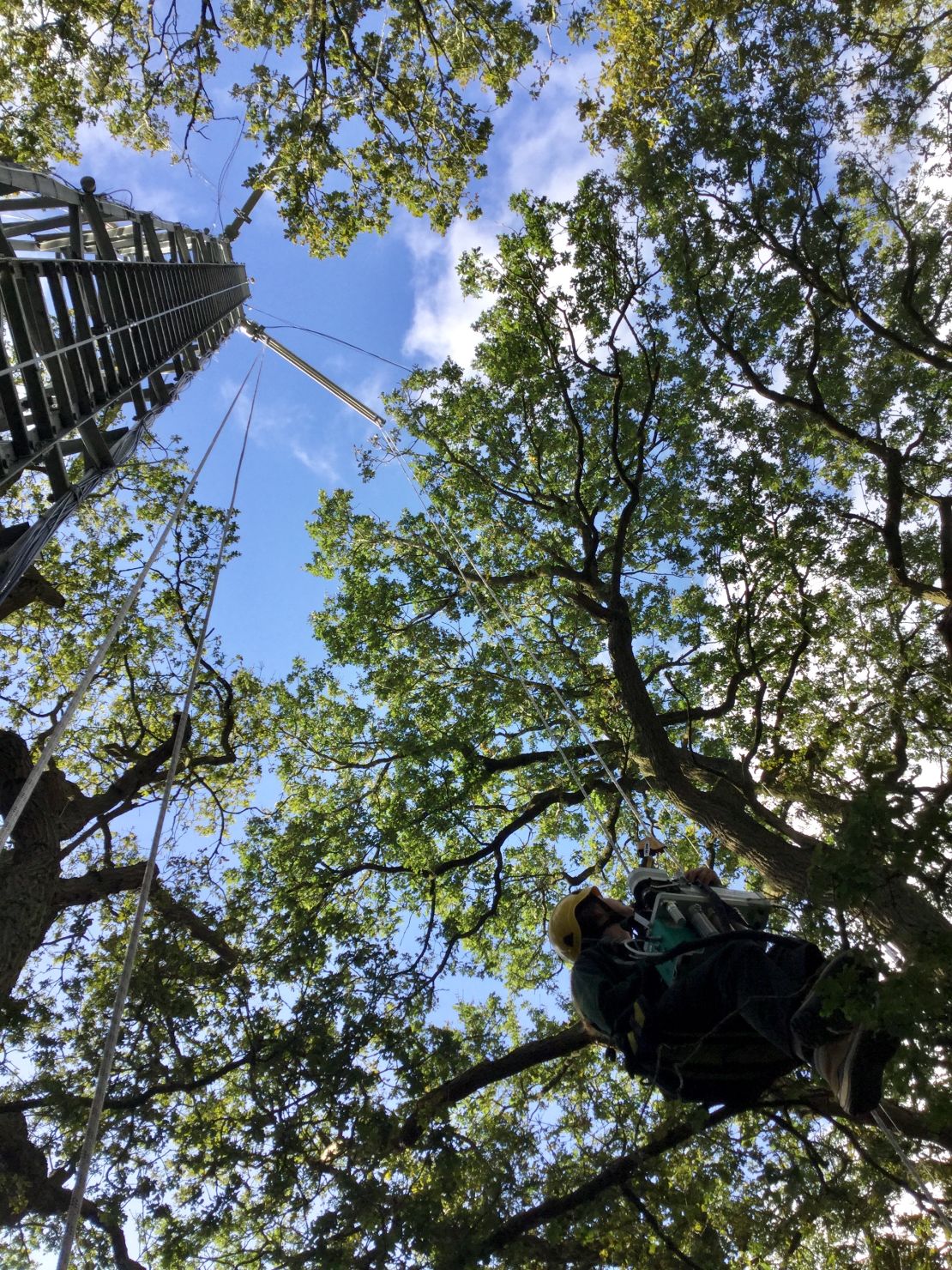 Looking up into the canopy of a mature forest during the BIFoR fieldwork research.