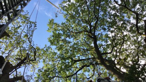 Looking up into the canopy of a mature forest during the BIFoR fieldwork research.