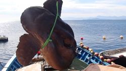 Giant 4,000 pound sunfish was rescued from a fishing net off the Spanish  coast of Ceuta