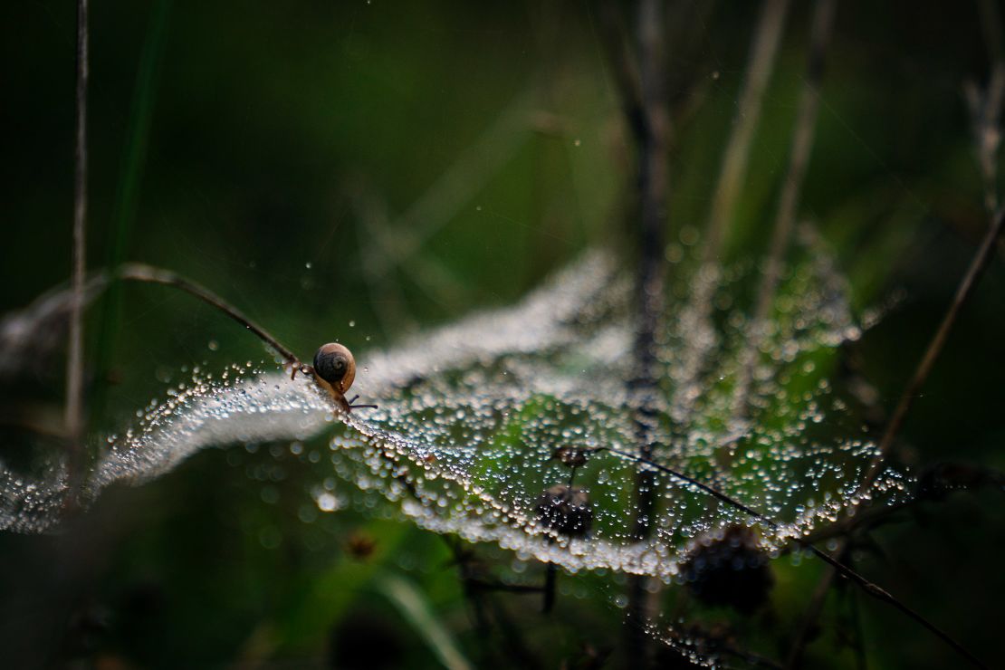 The loss of grasslands threatens the region's biodiversity.