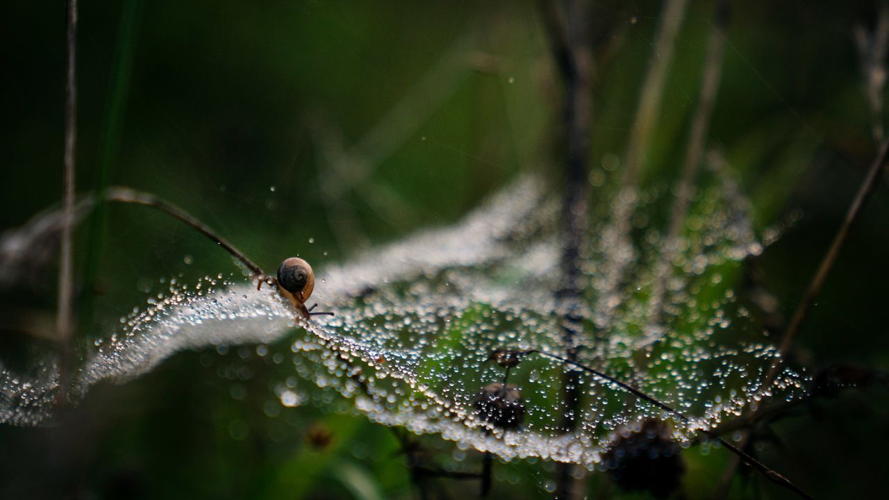 The loss of grasslands threatens the region's biodiversity.