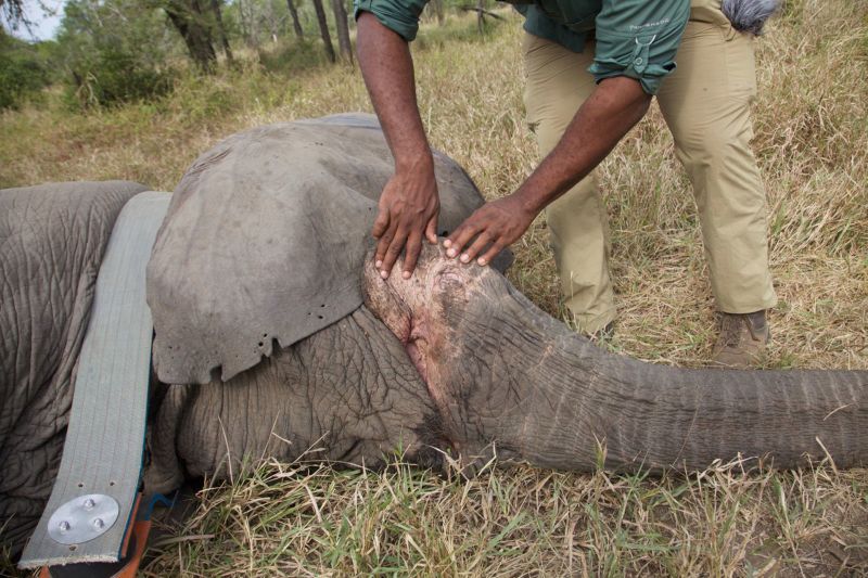 Some female elephants are losing their tusks as a response to poaching ...