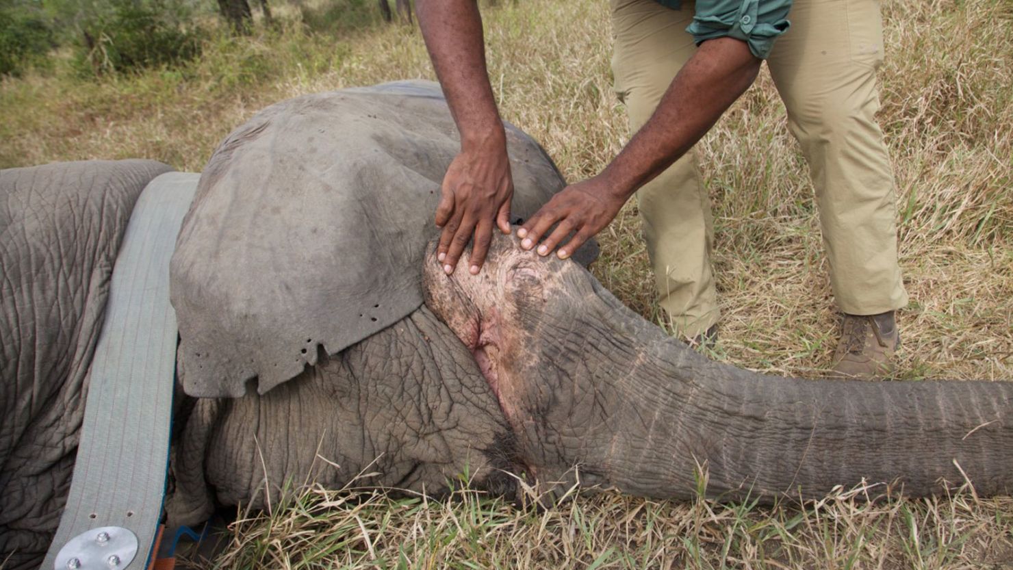 This image of a tranquilized tuskless female elephant in Mozambique's Gorongosa National Park was taken while genetic samples were collected in 2018.
