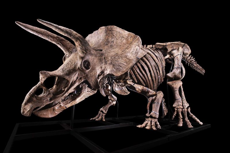 'Big John,' the world's largest Triceratops ever found, sells for $7.7