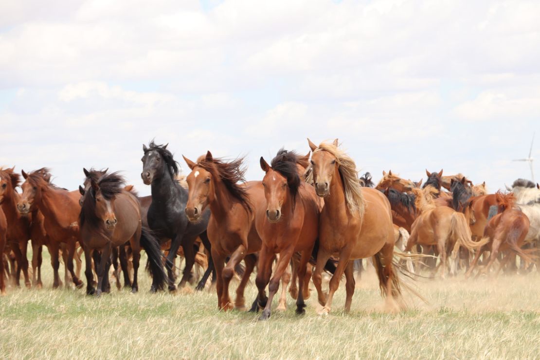 All modern domestic horses can be traced to ancestors from 4,200 years ago. 
