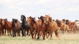 Horses running in the steppes of Inner Mongolia, China, July 2019.
