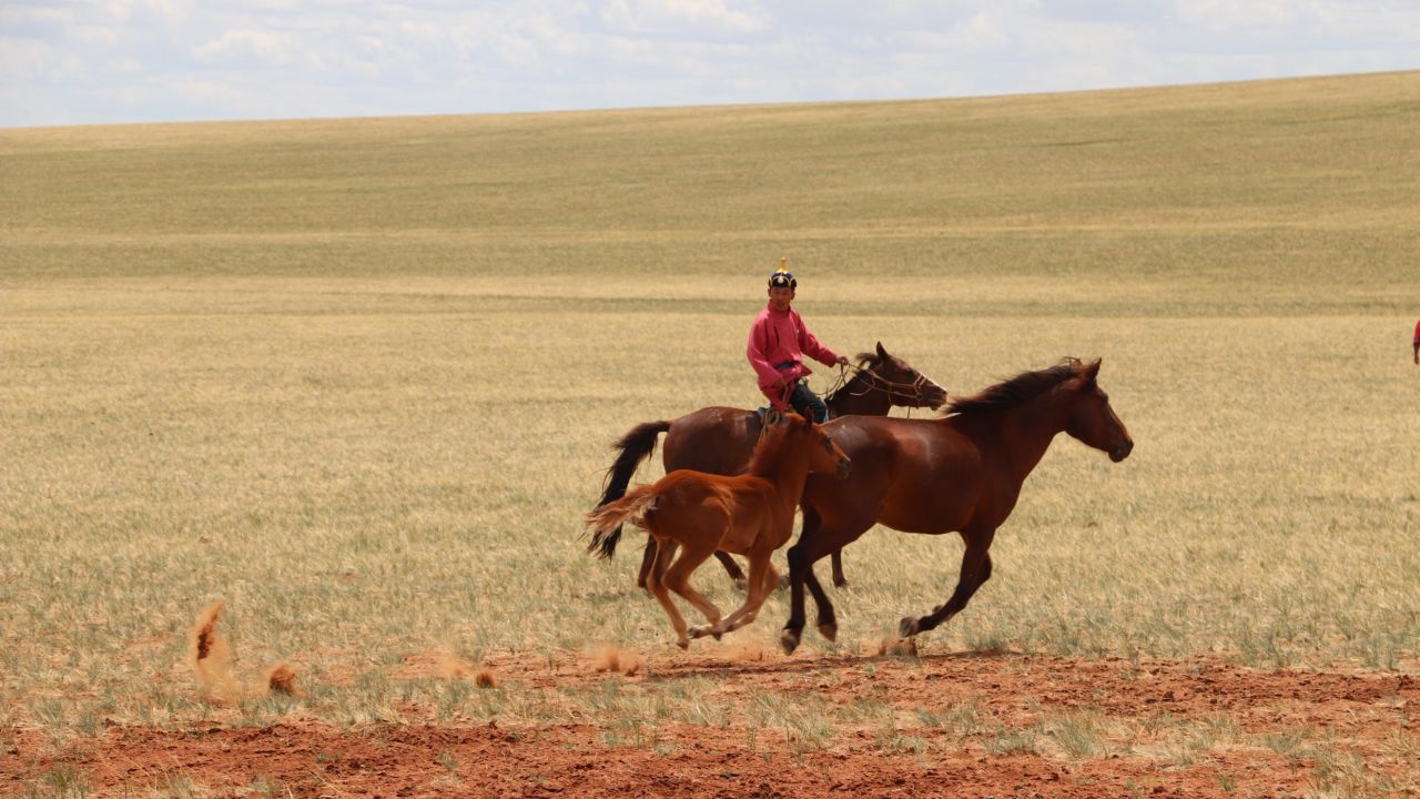 Horses are shown running in the steppes of Inner Mongolia, China, in 2019.