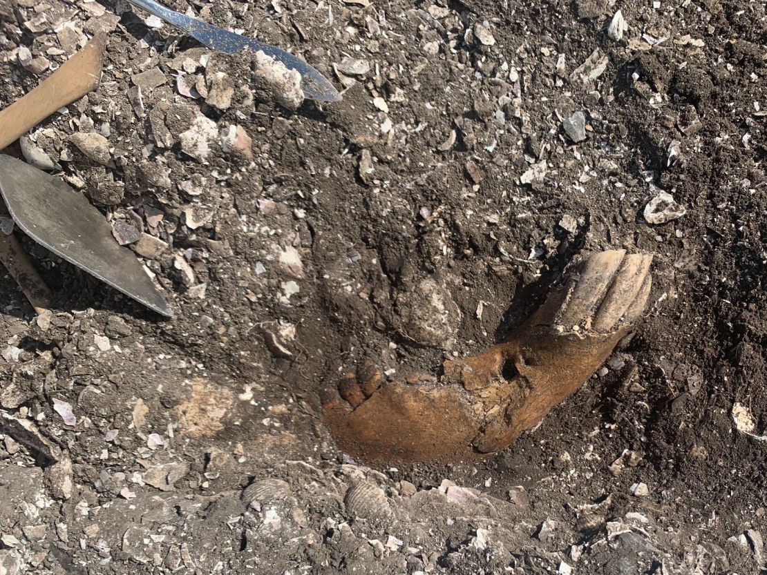 This horse mandible was excavated from the Ginnerup archaeological site in Denmark in June.