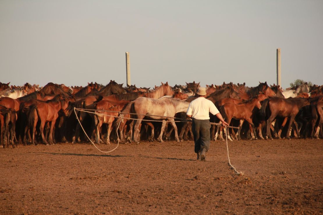 This image shows a farmer catching horses in north-central Kazakhstan.