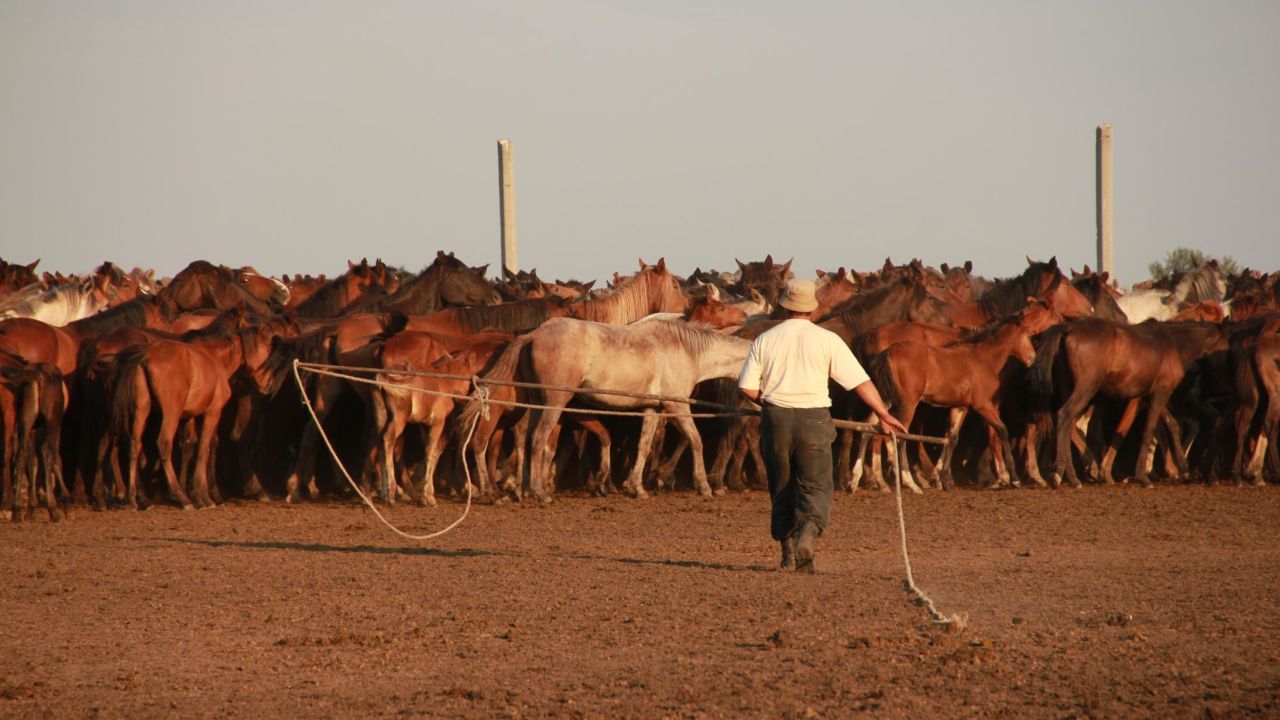 This image shows a farmer catching horses in north-central Kazakhstan.