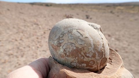 The fossilized egg of the Jurassic Period plant-eating dinosaur Mussaurus patagonicus is seen after being found in southern Patagonia, Argentina, in an undated handout photograph.