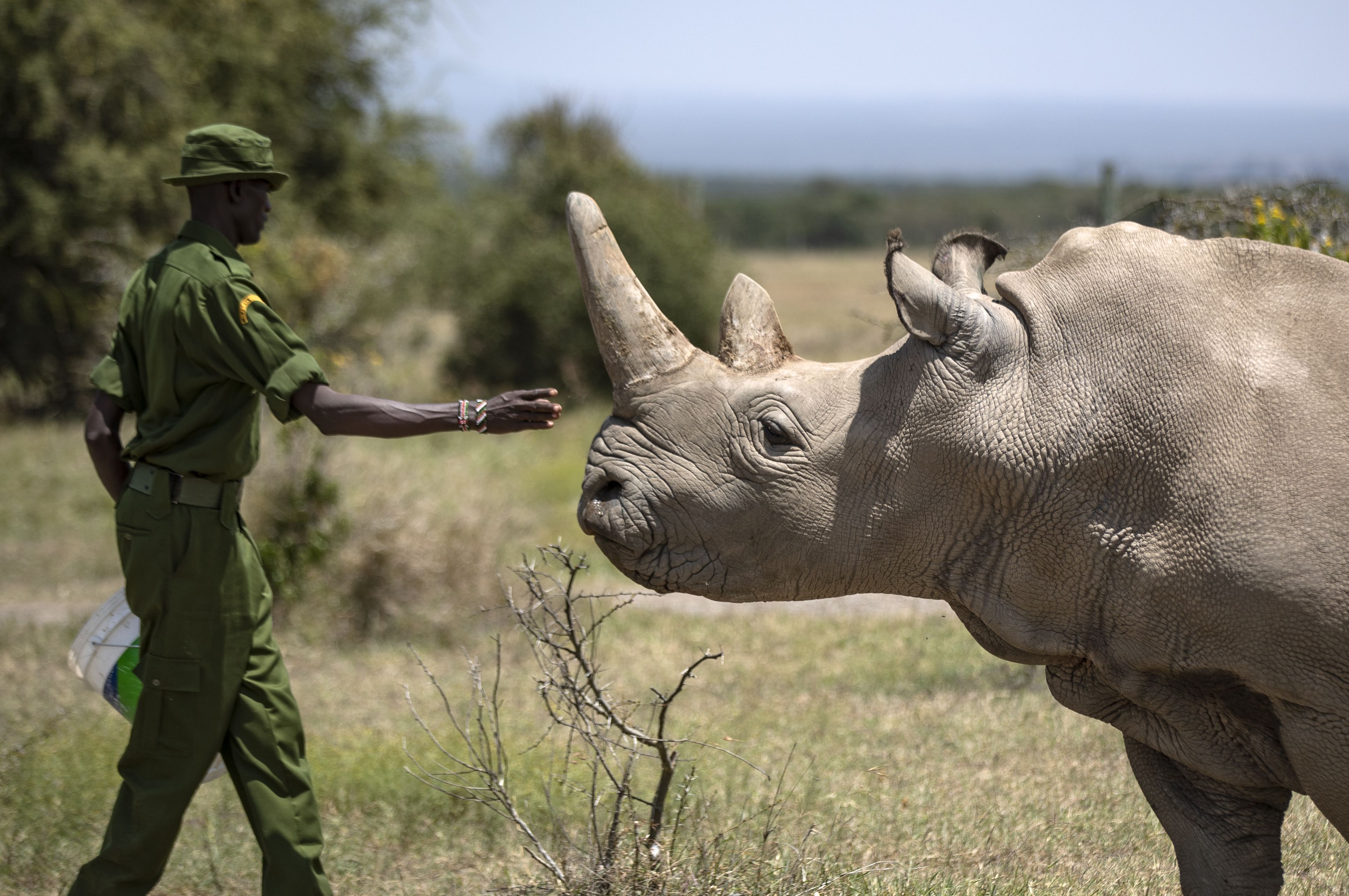 images of rhinos