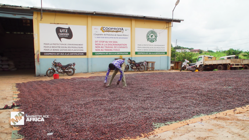 Marketplace Africa Ivory Coast Cocoa Sustainability spc_00000524.png