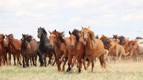 Horses run in the steppes of Inner Mongolia, China, in 2019.