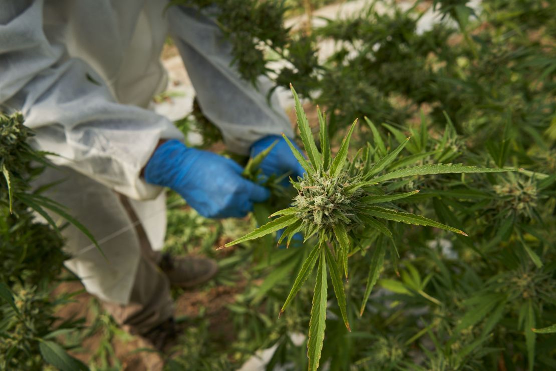 Workers harvest cannabis plants.