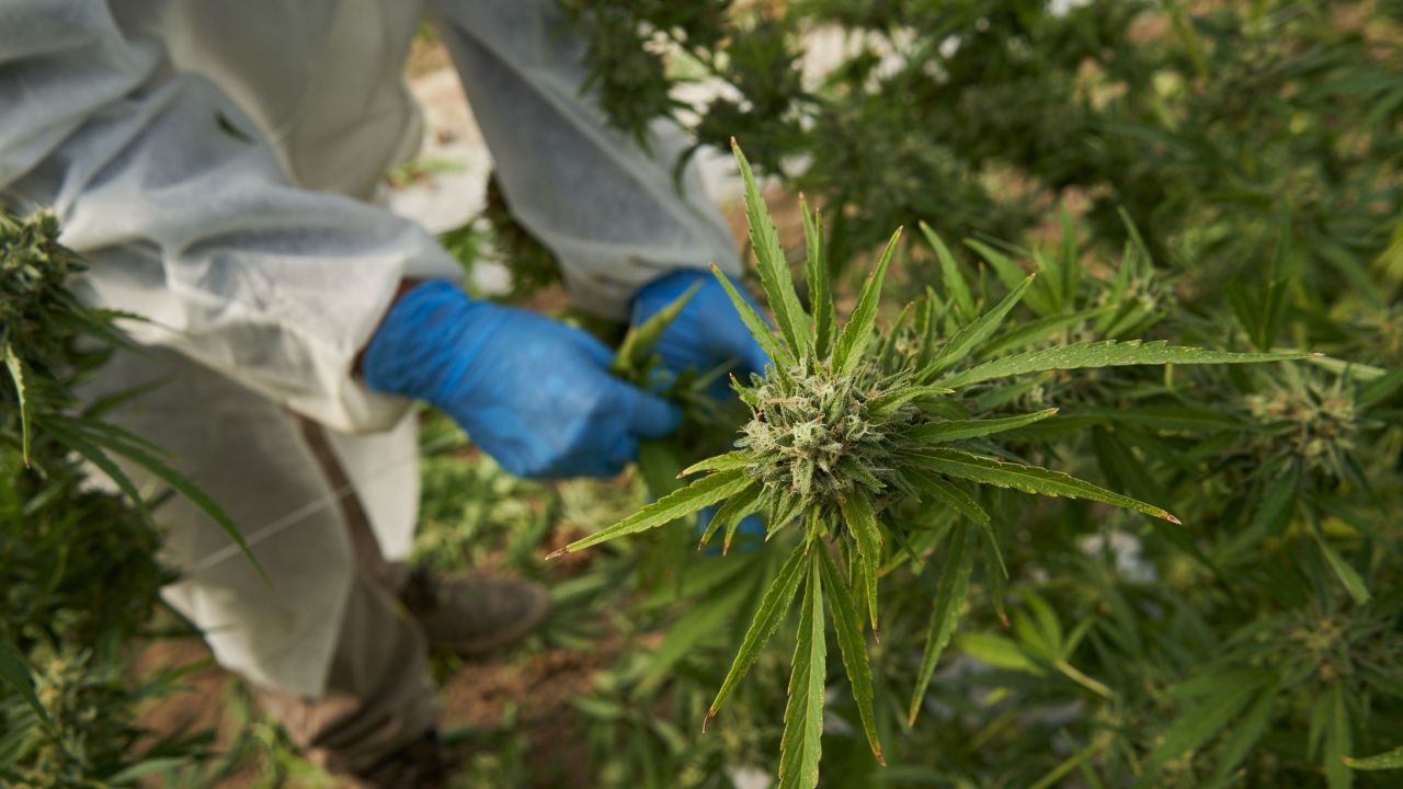 Workers harvest cannabis plants.
