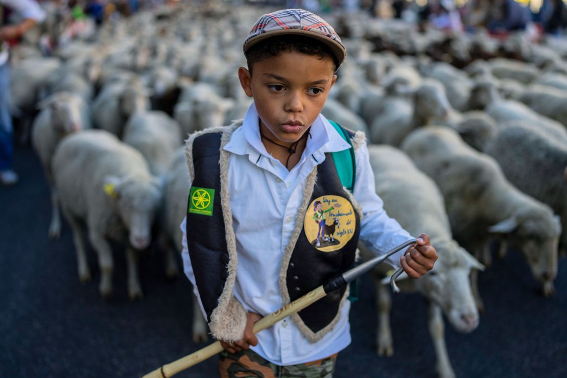 A young shepherd herds a flock of sheep through central Madrid on Sunday, October 24, 2021. 