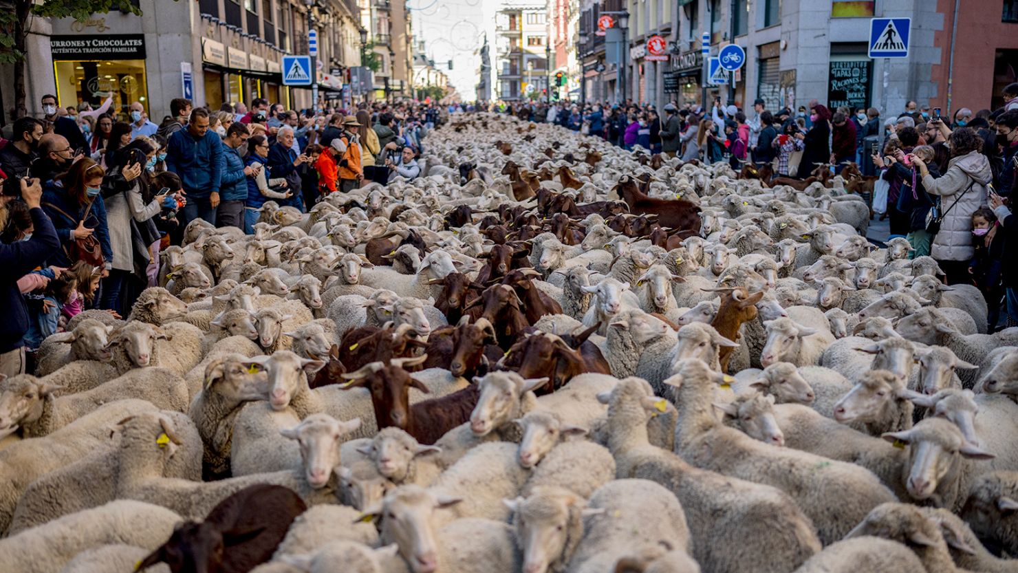 A herd of sheep is guided through the Spanish capital on Sunday, October 24, 2021. 
