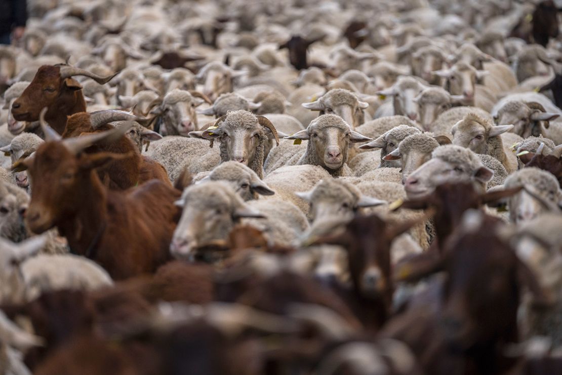 A herd of sheep enters central Madrid on Sunday, October 24, 2021. 