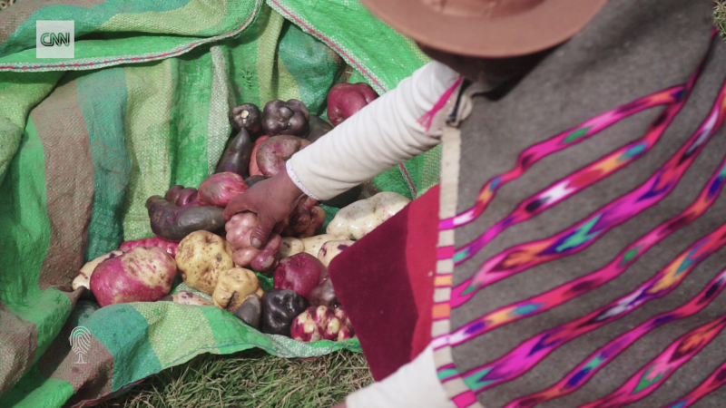 ‘Potato custodians’ are safeguarding this crop’s future