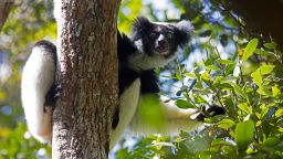 Indri indri lemurs can belt out notes in multiple rhythms.