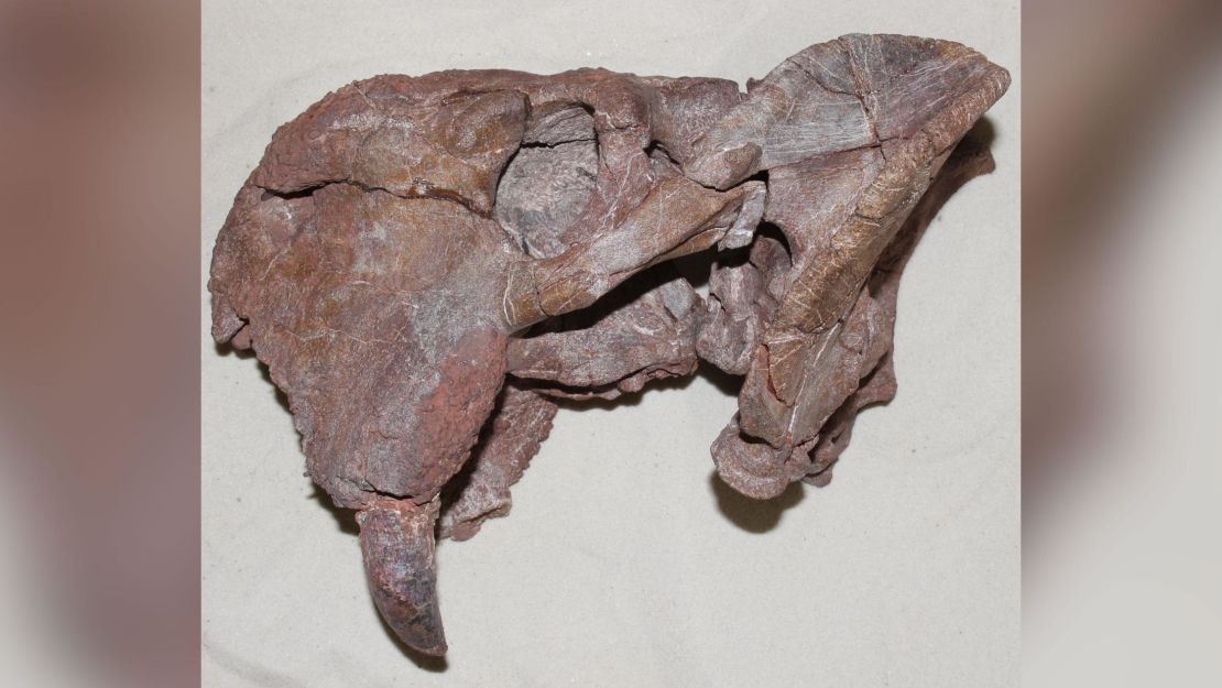 This is the left side of the skull of the dicynodont Dolichuranus from Tanzania. The large tusk is visible at the lower left of the specimen.