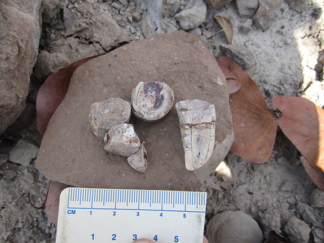 Field teams found isolated tusk fragments in Zambia in 2018.