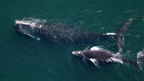 In May, a mother and calf  were seen side by side off Duxbury Beach in Massachusetts. 