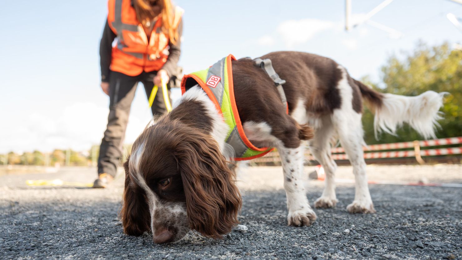 Species protection sniffer dog Monte searches for a marker during a press event at a S-Bahn construction site. 