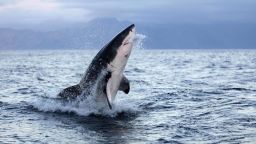 May 26, 2015 - France - GREAT WHITE SHARK carcharodon carcharias, ADULT BREACHING, FALSE BAY IN SOUTH AFRICA (Credit Image: © Gerard Lacz/VW Pics via ZUMA Wire)