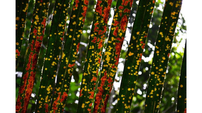 Raul Costa-Pereira won "The Art of Ecology" category with this photo showing a mosaic of mosses, lichens and fungi on an Amazonian palm tree in Brazil.