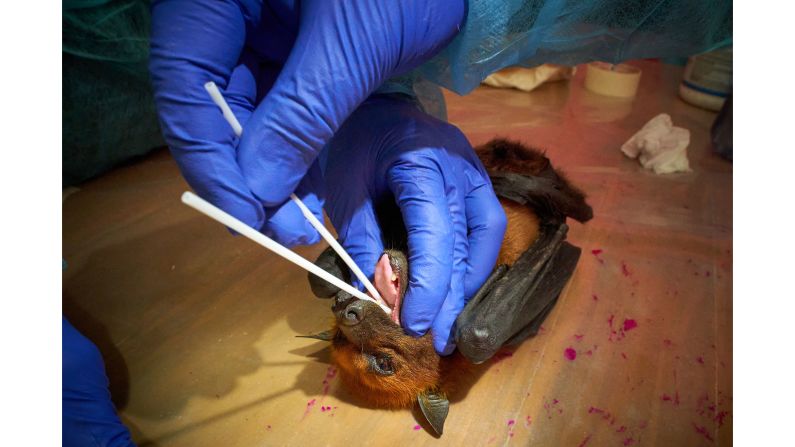 Pete Hudson won the "Ecology in Action" category with this image of a fruit bat being sampled in Bangladesh. 