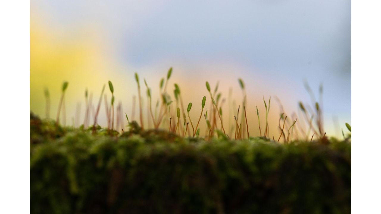 Alicia Hayden's image of moss growing on a wall in Cornwall, England, led to her being crowned winner of the "Up Close and Personal" category.