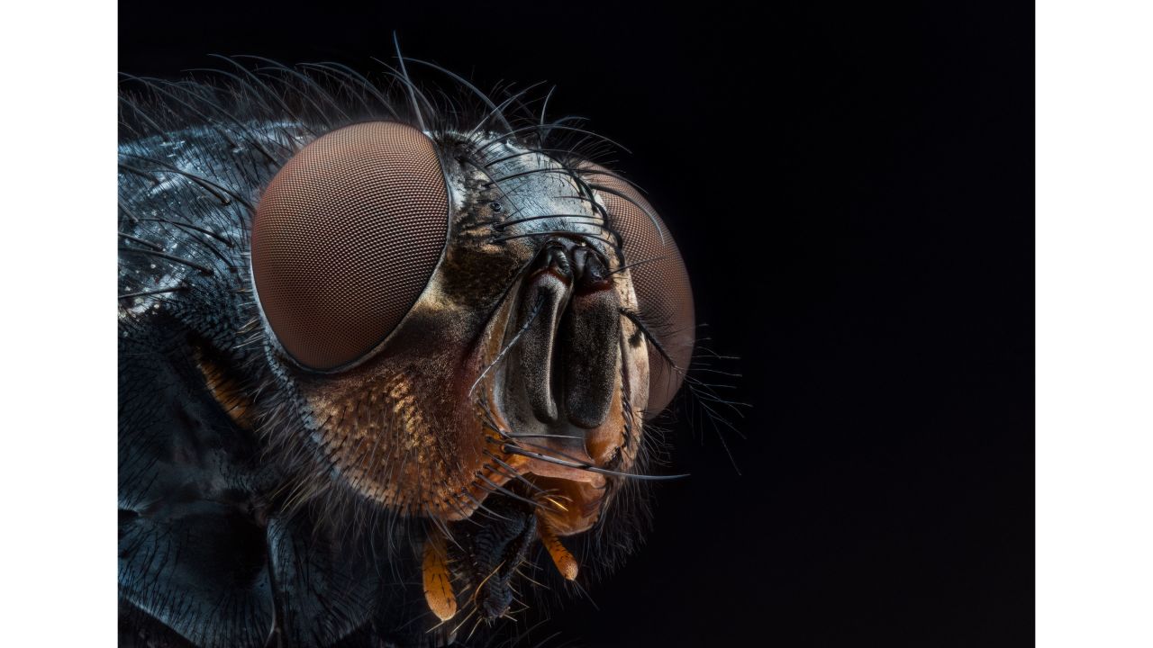 Jack Marcus Smith won the student prize in the "Up Close and Personal" category with this image of a blowfly.