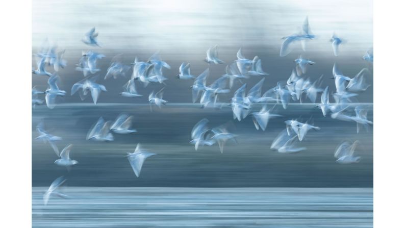 Roberto Garcia Roa was the winner in the "Individuals and Populations" category, thanks to this photo of a flock of gulls over a rice field in Valencia, Spain. 