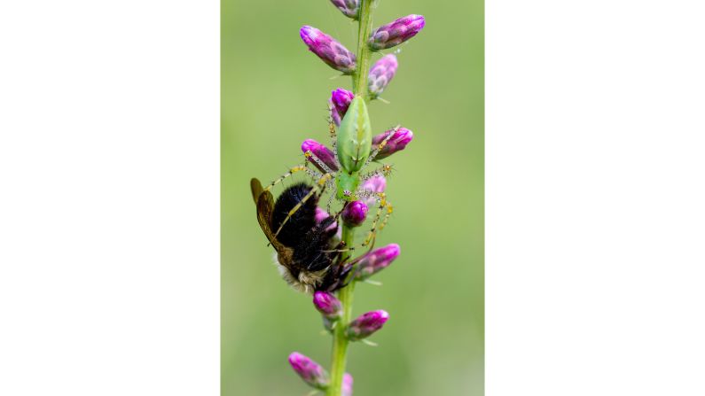 Dani Davis was the overall student winner with this image of a green lynx spider and the bumblebee it had just caught.