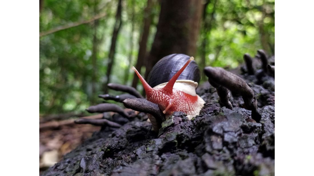 Vijay Karthick won the "Dynamic Ecosystems" category with this image of a snail eating a kind of fungi known as dead man's fingers in India.