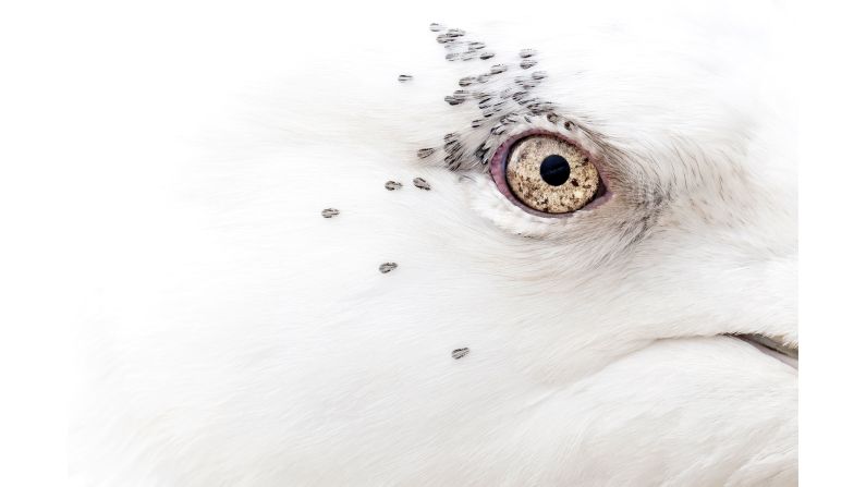 The overall winner of the competition was Rebecca Nason's image of a Kumlien's gull, which she took in Lerwick, Shetland.