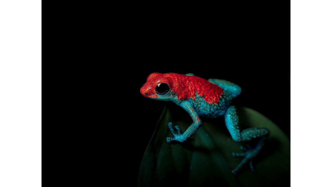 Jack Marcus Smith won the student prize in the "Individuals and Populations" section with this photo of a granular poison dart frog standing guard over his territory.