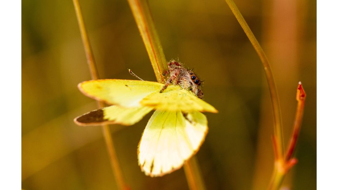 The student prize in the "Dynamic Ecosystems" category went to Dani Davis for this photo of a jumping spider with a butterfly it just caught.
