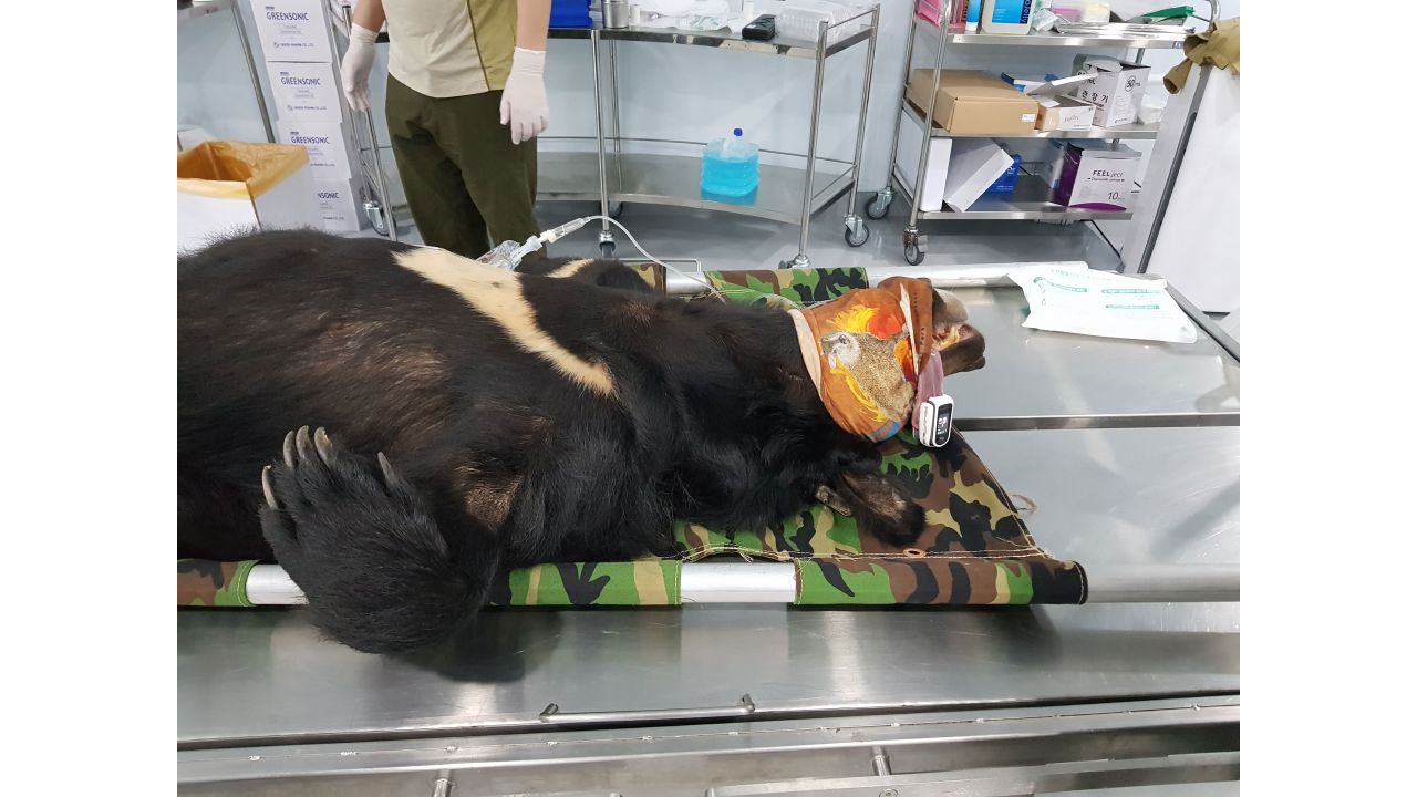Joshua Powell won the student prize in "Ecology in Action" with this image of a female Asiatic black bear being prepared for transport in South Korea.