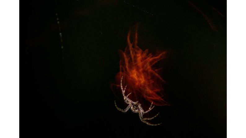 Alicia Hayden took home the student prize in "The Art of Ecology" category with this photo of a spider repairing its web in the light of a streetlight in Exeter, England.