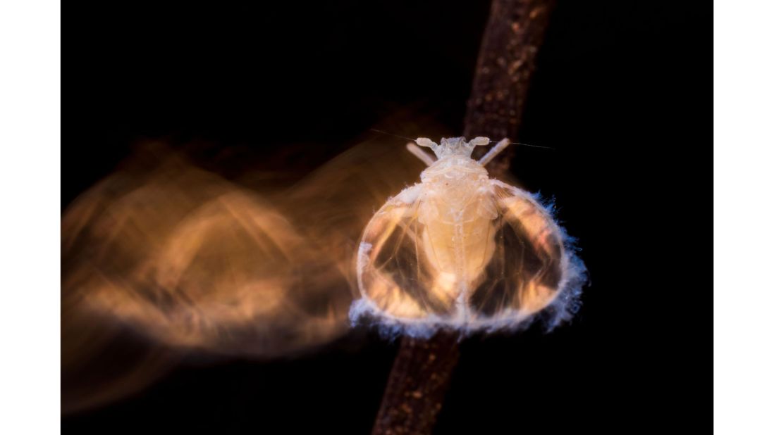 Roberto Garcia Roa was runner-up in the overall competition with this image of a recently discovered cave-dwelling bug known as the "fairy of the Valencian forests" that lives in a few caves in Spain.