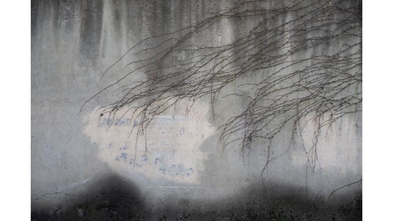 Molly Dunn won the "People and Nature" category with this photo of ivy vines stretching across a wall in Florence, Italy. 