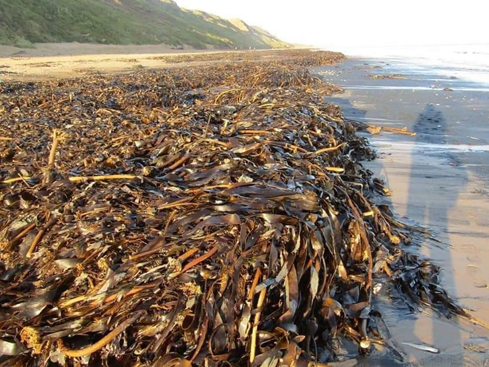 Thousands of dead sea creatures are washing up on UK beaches | CNN