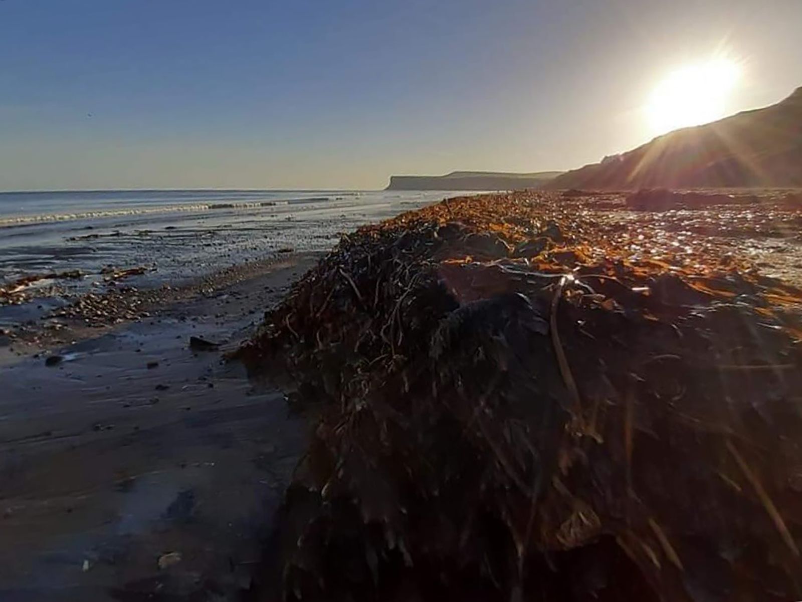 Thousands of dead sea creatures are washing up on UK beaches | CNN