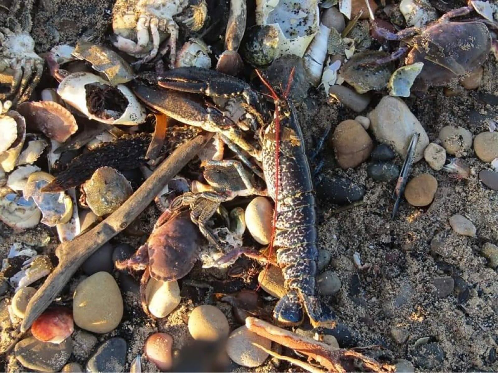 Thousands of dead sea creatures are washing up on UK beaches | CNN Thousands of dead sea creatures are washing up on UK beaches | CNN