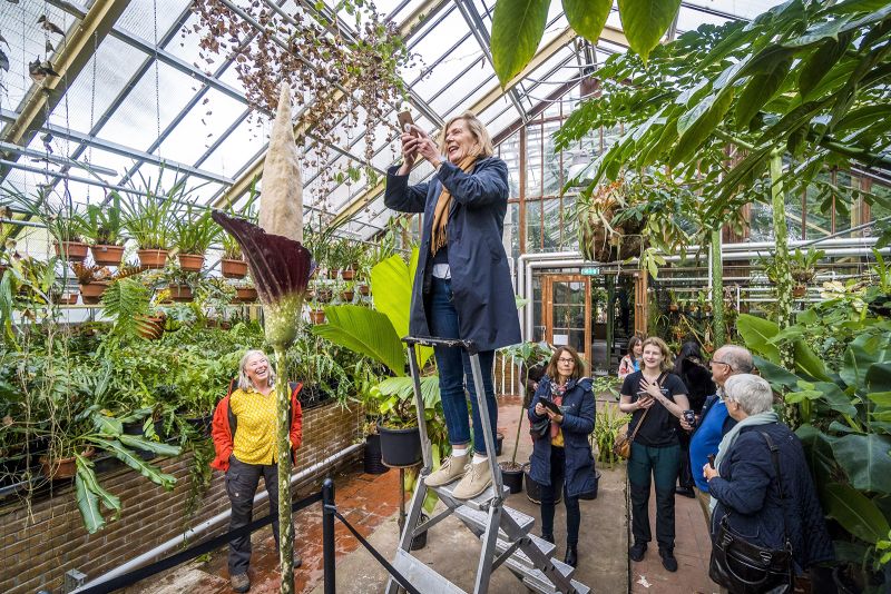 Rare penis plant blooms in Netherlands garden CNN